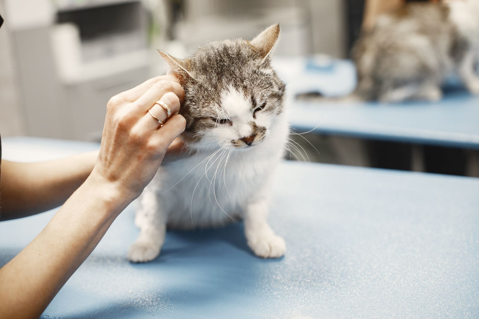 A veterinarian’s hands gently checking the ear of a white and gray cat on a blue exam table