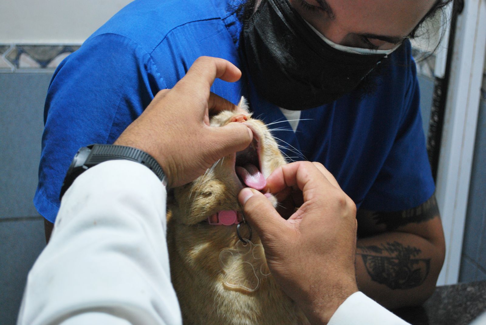 A veterinary technician in a blue top and mask gently opening a cat’s mouth to check its teeth