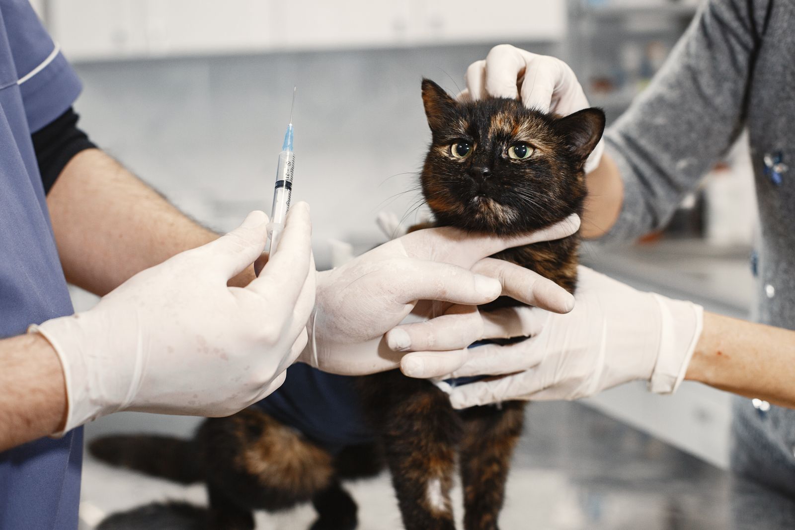 Gloved hands holding a tortoiseshell cat while a vaccine syringe is prepared