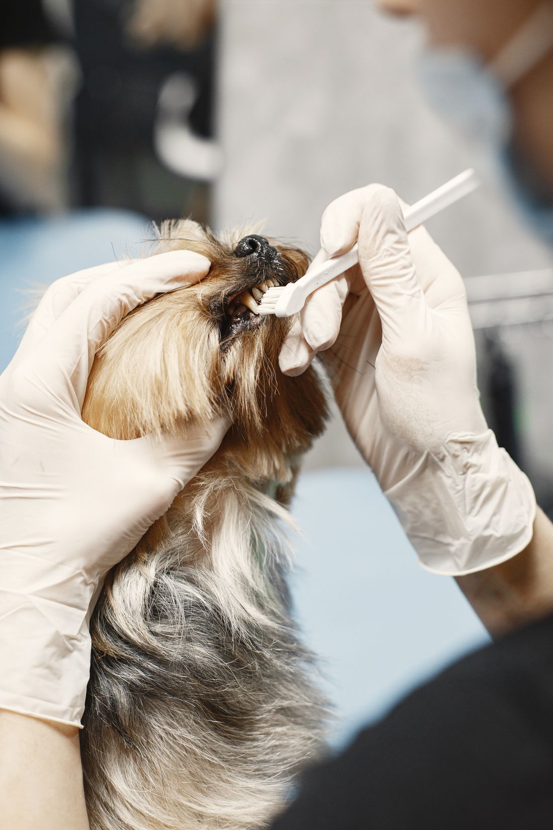 A gloved hand holding a small dog’s mouth open while its teeth are brushed