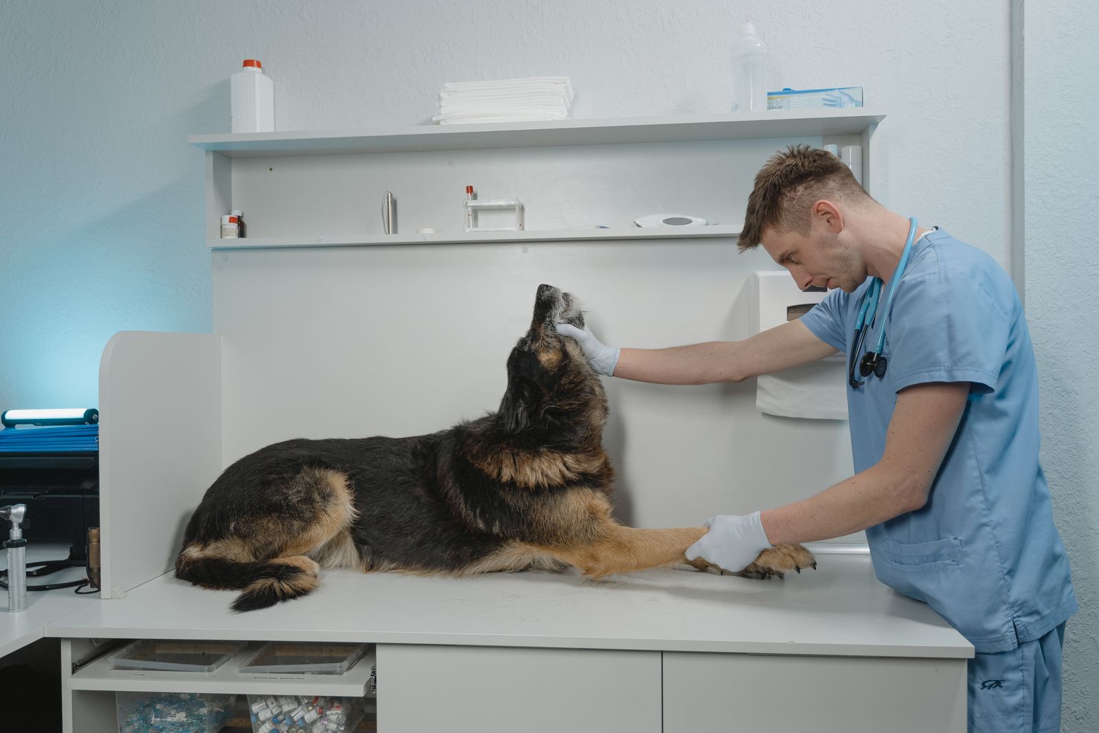 A veterinarian in blue scrubs gently examining a German Shepherd lying on an exam table