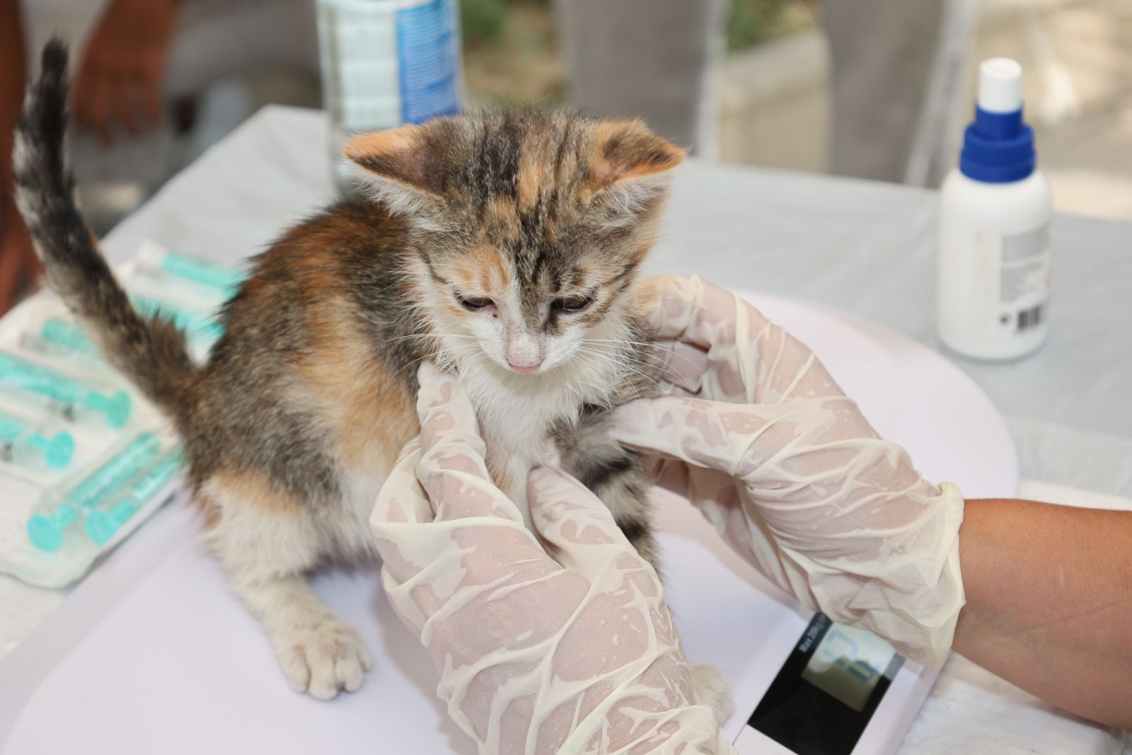 A calico kitten being examined on a table with gloves and syringes beside it