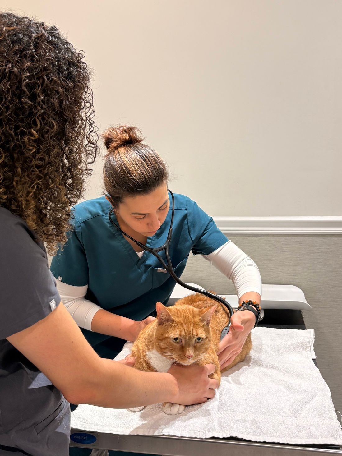 A veterinary technician in navy scrubs listening to an orange cat’s chest with a stethoscope