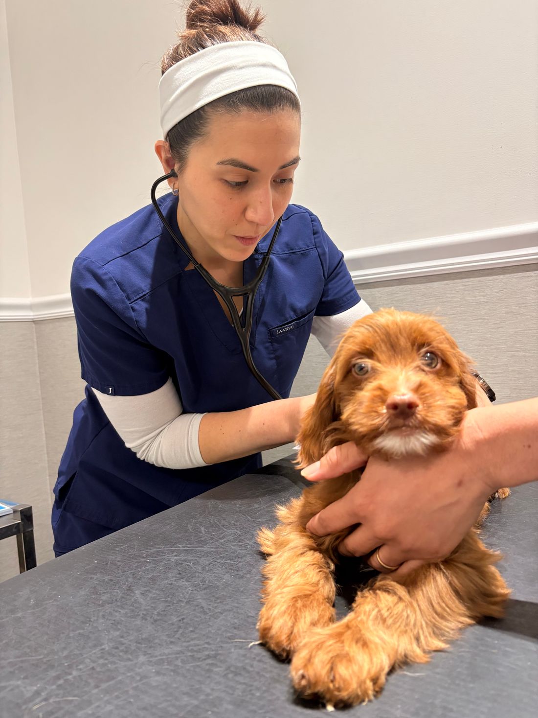 A veterinary technician in navy scrubs examining a fluffy red puppy on an exam table