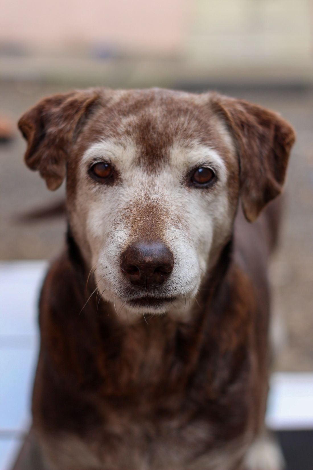 A senior Labrador with a graying face looking calmly at the camera