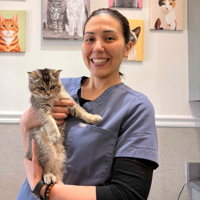 Tess Alvarado in lavender scrubs holding a tabby kitten in front of a wall of cat portraits